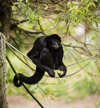 Atèle à tête brune Les Terres de Nataé