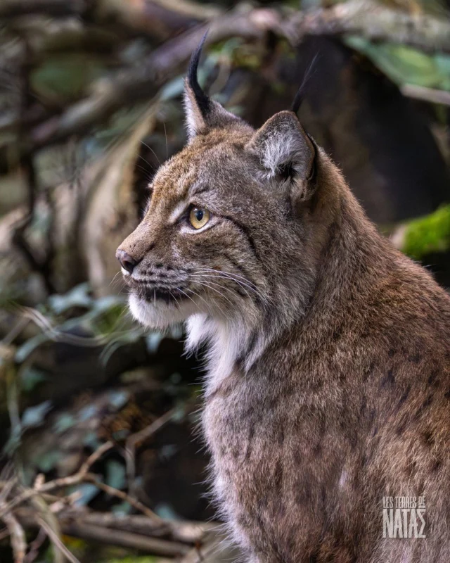 💪 TOUT LE MONDE VA BIEN !

🌪️ La première tempête de l’automne vient de traverser la Bretagne, laissant derrière elle quelques branches tombées et des feuilles en pagaille sur nos sentiers 🍂

🤗 Heureusement, aucun impact n’a été constaté sur notre parc refuge !

👏 Grâce à nos protocoles rigoureux et à la vigilance constante de nos équipes, tout le monde (humains comme animaux) se porte très bien !

🫶 Un grand merci à nos soigneurs et à toute la Team Nataé, toujours présents pour veiller sur la faune et la flore qui font la richesse de notre parc refuge.

💌 Et un immense merci à toutes celles et ceux qui nous ont envoyé un message de soutien, vos mots nous vont droit au cœur !

__
📸 Martine G