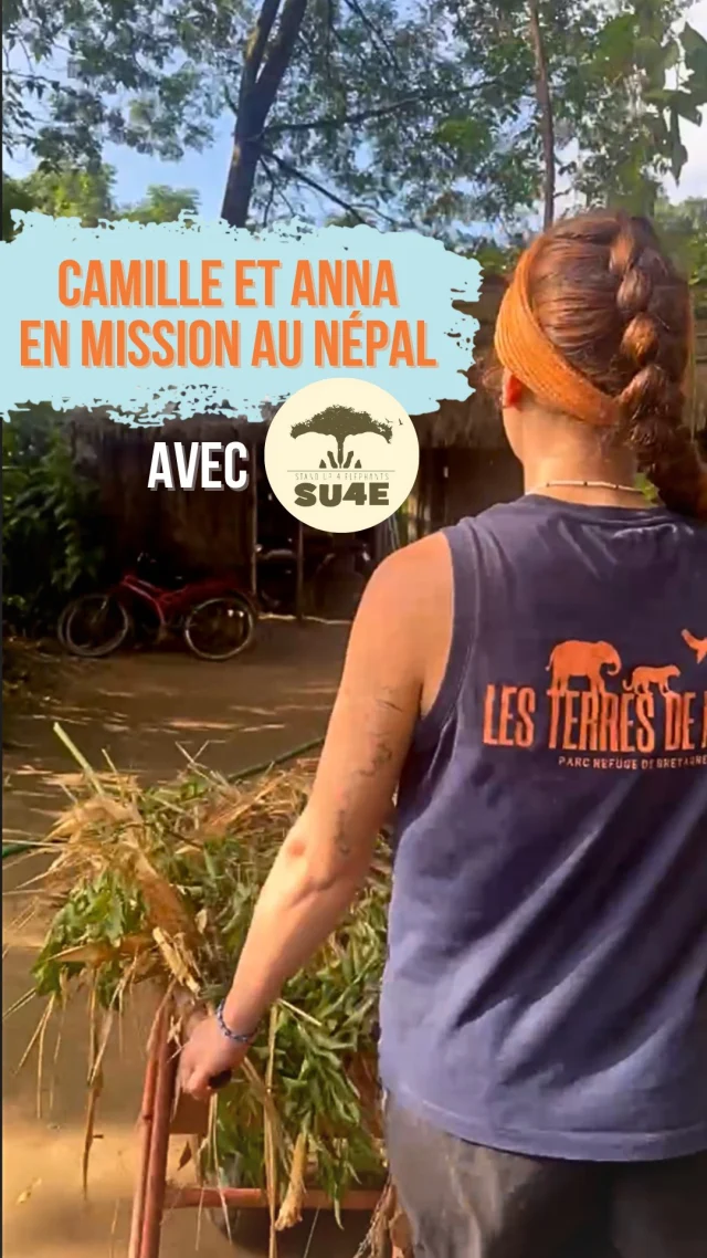 CAMILLE ET ANNA VOUS RACONTENT LEUR MISSION AU NÉPAL

👩‍🌾 Camille, responsable expérience visiteur, et Anna, soigneuse éléphants aux Terres de Nataé, se sont envolées pour le Népal, dans la région de Chitwan, pour rejoindre l’association @sanctuaryelephantsnepal 

🐘 Cette organisation belgo-népalaise, que nous soutenons financièrement, se consacre à la protection et au sauvetage des éléphants exploités par le tourisme. Dans cette région, plus de 50% d’entre eux connaissent la captivité dans des conditions de vie difficiles, liées à l'exploitation touristique.

🩺 L’association Stand Up 4 Elephant leur apporte des soins, un environnement apaisé et la possibilité de retrouver des comportements naturels. Elle s'inscrit dans la vie locale de Chitwan pour sensibiliser, proposer des solutions concrètes et améliorer les relations entre les habitants et les éléphants, c'est tout ce travail que nous voulons soutenir et mettre en avant.

🤝 Ce voyage s’intègre dans une démarche de bénévolat et d’apprentissage : prêter main-forte à l’équipe locale, observer les conditions de vie des éléphants, mieux comprendre les enjeux de leur préservation et partager cette expérience pour sensibiliser le public à la protection des éléphants d'Asie.

💪 La préservation d’une espèce passe par de nombreuses actions nécessaires et toutes liées les unes aux autres : la création d’un sanctuaire pour accueillir des éléphants comme Lhamo et Eva, protéger les territoires naturels des éléphants ainsi que les routes qu’ils empruntent, créer des programmes de soins et de sensibilisation auprès des populations locales et touristiques, aider les mahouts à mieux travailler avec les éléphants, dans le respect, et améliorer leurs conditions de travail.

🫶 Une aventure humaine et animale pleine de sens, tournée vers la conservation de ces géants d’Asie.
__
📸 Les Terres de Nataé

#parcrefugeanimalier #lesterresdenatae #pontscorff #bretagne #bienetreanimal #animaux #morbihan #parcrefuge