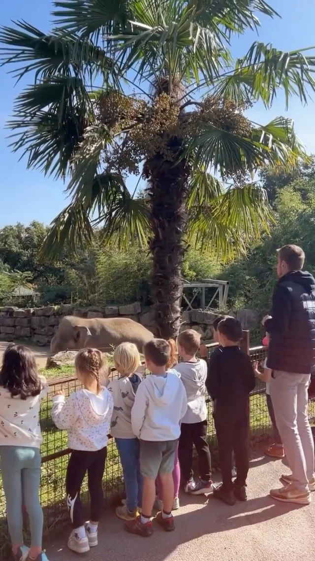 🎉 Offrez à votre enfant un anniversaire pas comme les autres ! 

🦁 Et si cette année, la fête se déroulait au cœur de notre parc refuge ?

🌿 Entre visite du parc, jeu de piste, et moments inoubliables entourés d’animaux sauvages, nos formules anniversaires promettent une journée magique et riche en découvertes pour votre enfant.

🎁 2 formules au choix : 

- Après-midi, de 14h à 17h
- Journée complète, de 10h à 17h 🎂

✨ Pour rendre l’expérience encore plus unique, 2 options possibles en supplément :

- Un nourrissage animalier
- Une séance de réalité virtuelle

📲 Plus d’informations : https://www.lesterresdenatae.fr/mon-anniversaire/

📩 Réservations : pedagogie@lesterresdenatae.fr

🎊 Un souvenir inoubliable aux Terres de Nataé !

__
📸 Les Terres de Nataé