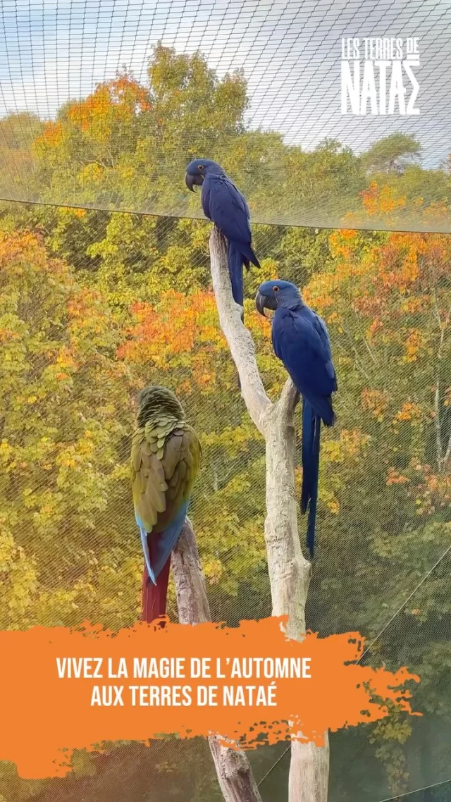 🍂 Vivez l’automne aux Terres de Nataé !

🍁 Le parc se pare de ses plus belles couleurs et les animaux profitent pleinement de la saison, curieux et actifs, même lorsque le temps se rafraîchit. Une visite idéale pour profiter de la nature, sans jamais manquer une rencontre.

😌 Aux Terres de Nataé, chaque période de l’année a son charme ! Et vous, quelle sera la vôtre ?

__
📸 Les Terres de Nataé